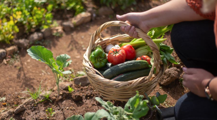 Gartenarbeit für Einsteiger: Die ersten Schritte und die besten Produkte für Neulinge im Garten - SHW-FIRE