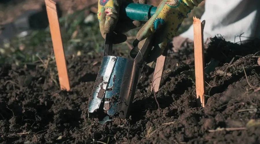 Mit dem Zwiebelstecher zum Blumenparadies: Effektive Methoden und Tipps - SHW-FIRE